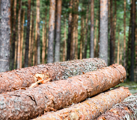 Skog, EUDR